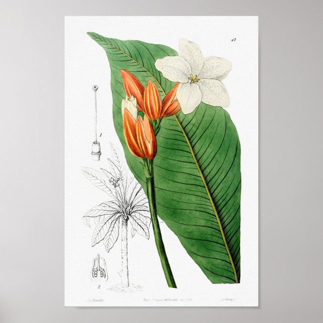 Vintage botaniska illustrationer poster (Framsidan)
