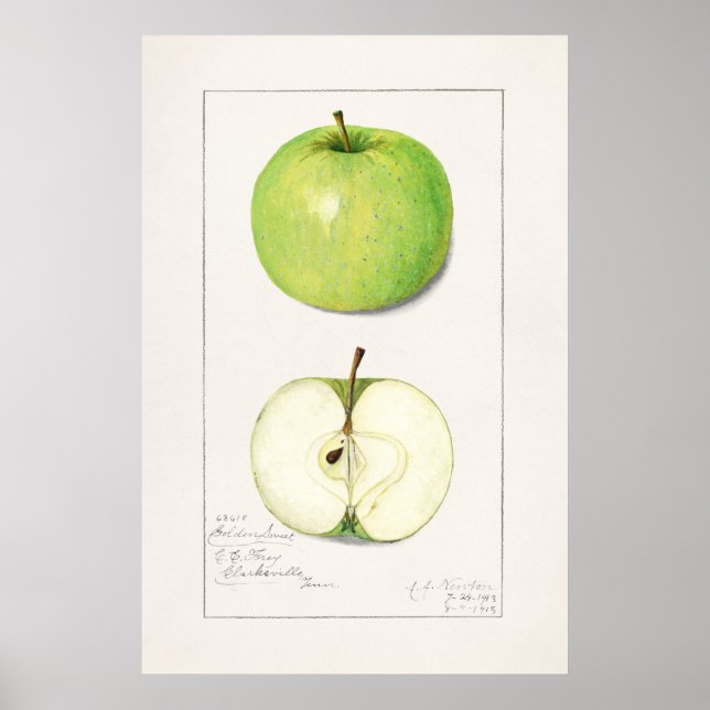 Vintage botaniska illustrationer poster (Framsidan)