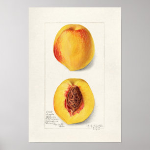 Vintage botaniska illustrationer poster