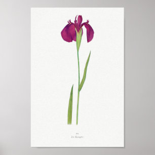 Vintage botaniska illustrationer poster