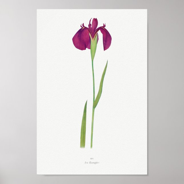 Vintage botaniska illustrationer poster (Framsidan)