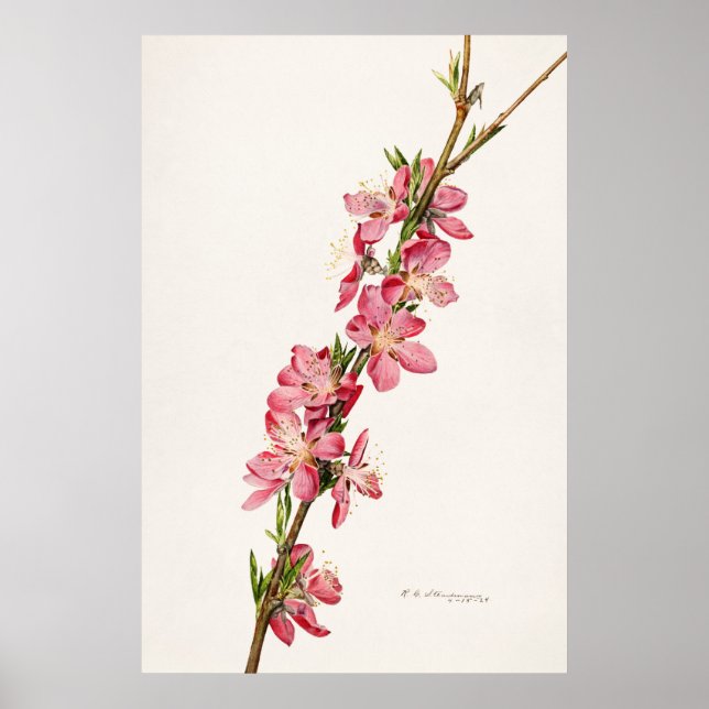 Vintage botaniska illustrationer poster (Framsidan)