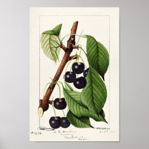 Vintage botaniska illustrationer poster