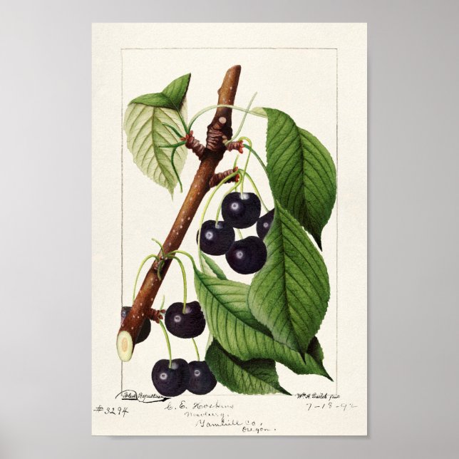 Vintage botaniska illustrationer poster (Framsidan)