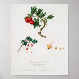 Vintage botaniska illustrationer poster