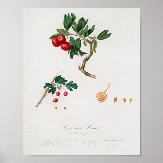 Vintage botaniska illustrationer poster (Framsidan)