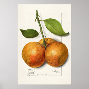 Vintage botaniska illustrationer poster