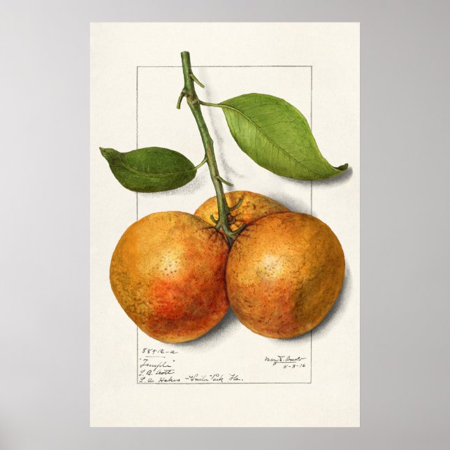 Vintage botaniska illustrationer poster (Framsidan)