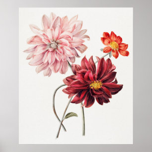 Vintage botaniska illustrationer poster