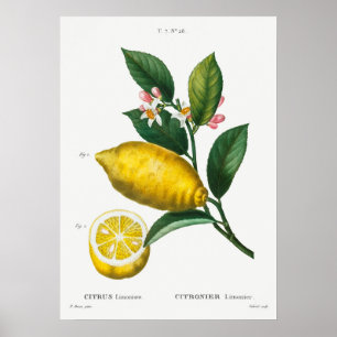 Vintage botaniska illustrationer poster