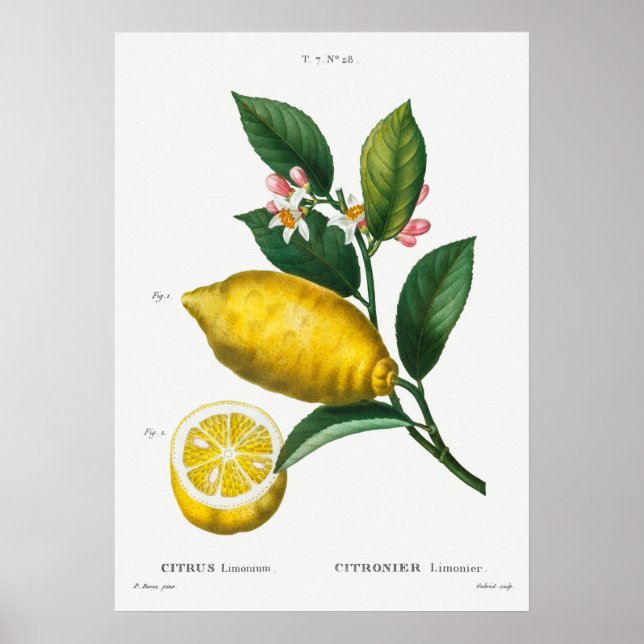 Vintage botaniska illustrationer poster (Framsidan)