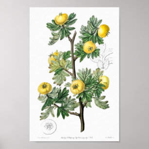 Vintage botaniska illustrationer poster