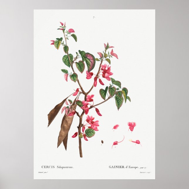 Vintage botaniska illustrationer poster (Framsidan)