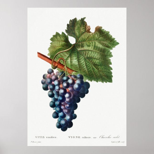 Vintage botaniska illustrationer poster (Framsidan)