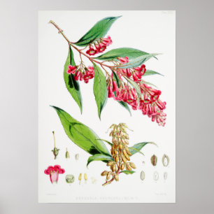 Vintage botaniska illustrationer poster