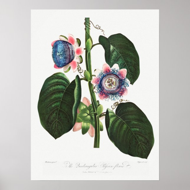 Vintage botaniska illustrationer poster (Framsidan)