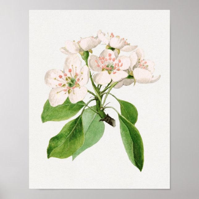 Vintage botaniska illustrationer poster (Framsidan)