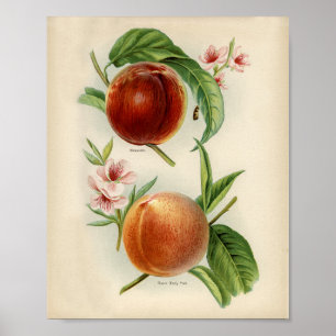 Vintage botaniska illustrationer poster