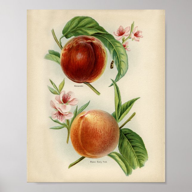 Vintage botaniska illustrationer poster (Framsidan)