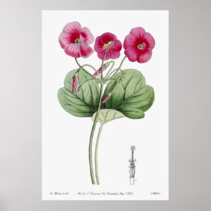 Vintage botaniska illustrationer poster