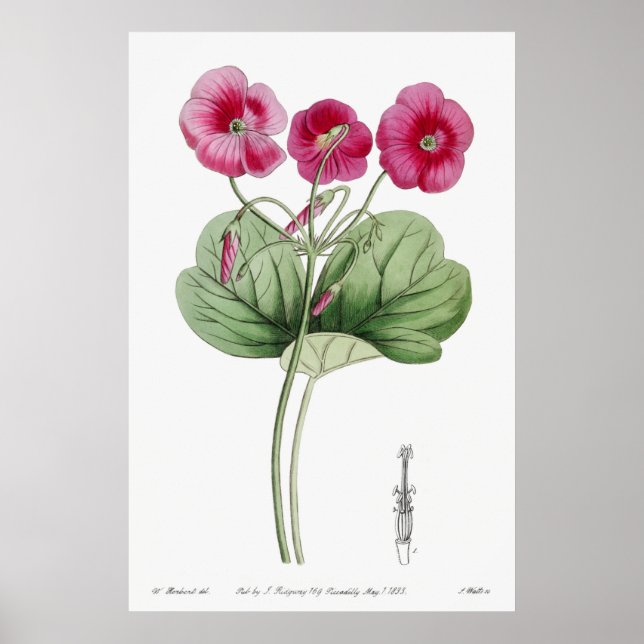 Vintage botaniska illustrationer poster (Framsidan)