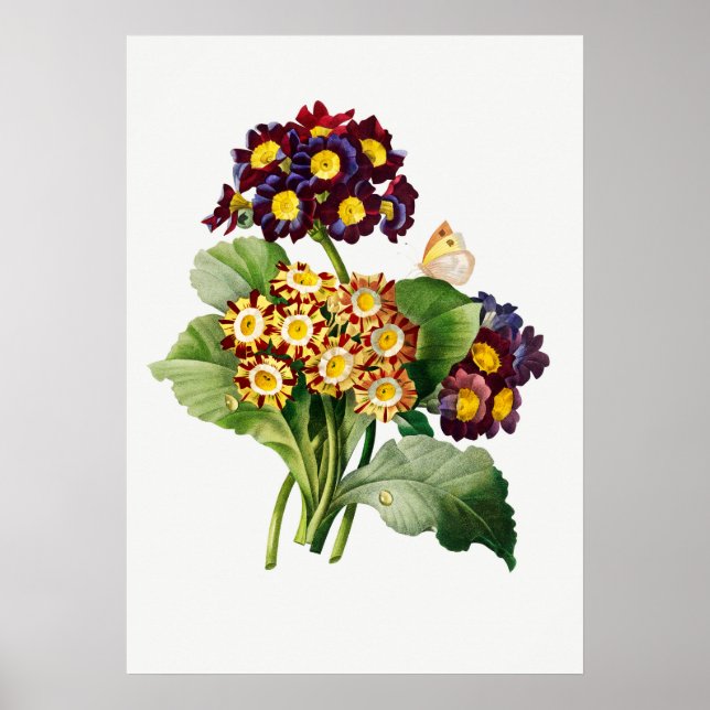Vintage botaniska illustrationer poster (Framsidan)