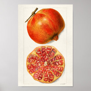 Vintage botaniska illustrationer poster