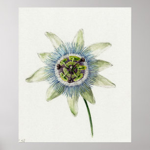 Vintage botaniska illustrationer poster