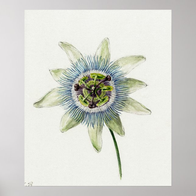 Vintage botaniska illustrationer poster (Framsidan)