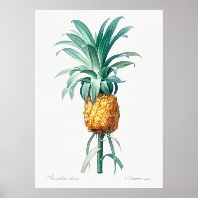Vintage botaniska illustrationer poster (Framsidan)