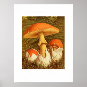 Vintage botaniska illustrationer poster