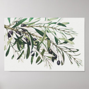 Vintage botaniska illustrationer poster