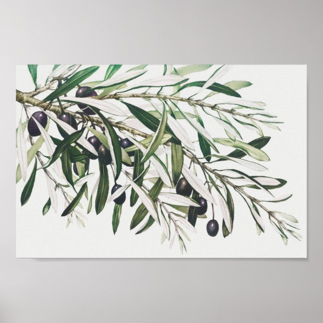 Vintage botaniska illustrationer poster (Framsidan)