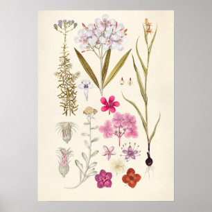 Vintage botaniska illustrationer poster