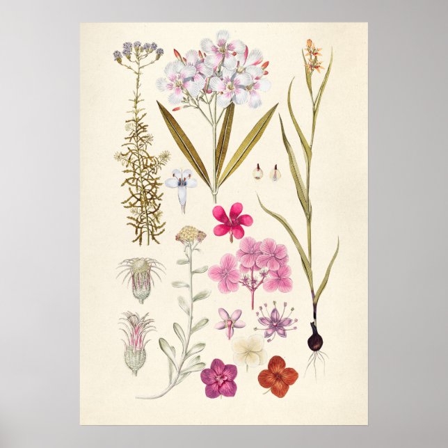 Vintage botaniska illustrationer poster (Framsidan)