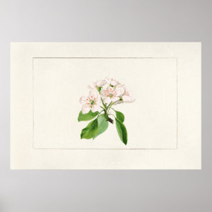 Vintage botaniska illustrationer poster