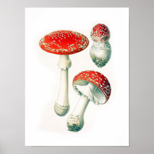 Vintage botaniska illustrationer poster