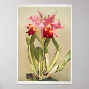 Vintage botaniska illustrationer poster