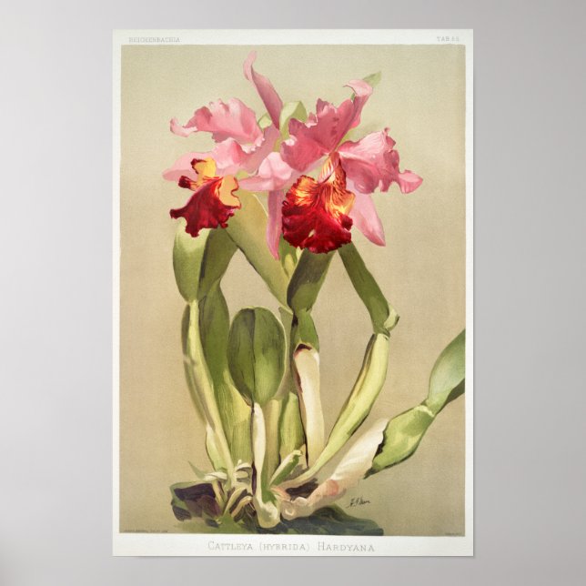 Vintage botaniska illustrationer poster (Framsidan)