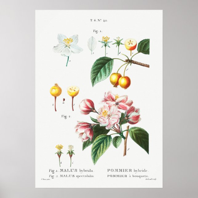 Vintage botaniska illustrationer poster (Framsidan)