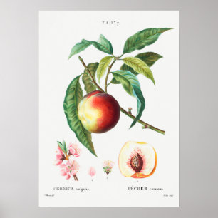 Vintage botaniska illustrationer poster