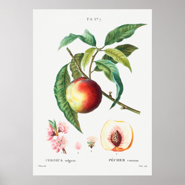 Vintage botaniska illustrationer poster (Framsidan)