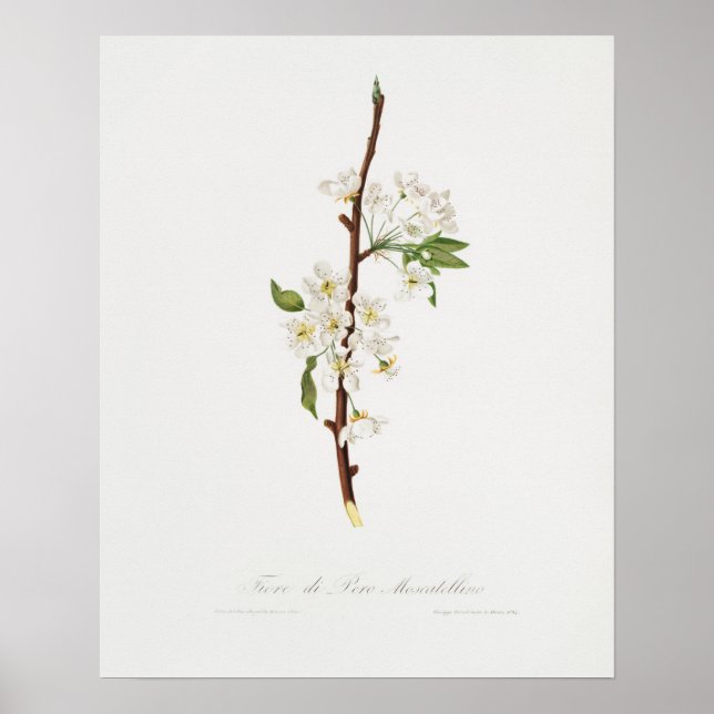 Vintage botaniska illustrationer poster (Framsidan)