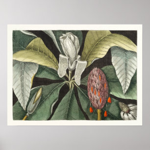 Vintage botaniska illustrationer poster