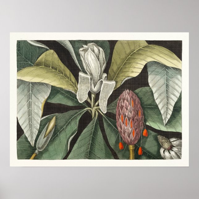 Vintage botaniska illustrationer poster (Framsidan)