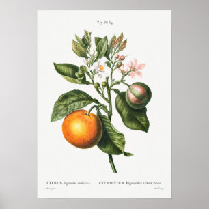 Vintage botaniska illustrationer poster