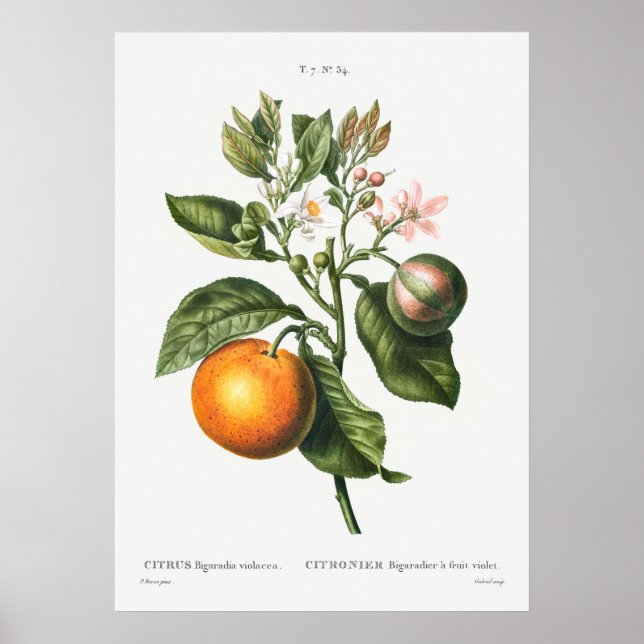 Vintage botaniska illustrationer poster (Framsidan)