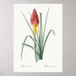 Vintage botaniska illustrationer poster