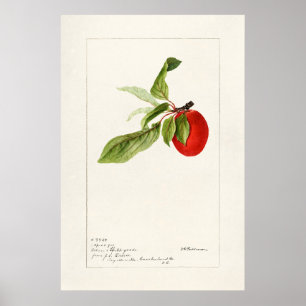 Vintage botaniska illustrationer poster
