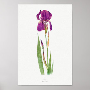 Vintage botaniska illustrationer poster